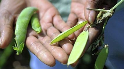 Georgia Fleming shows off some fresh-picked beans from her garden plot at the Neighborhood Garden in downtown Washington.