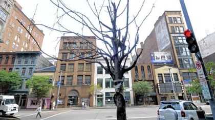 Although many trees are flourishing Downtown, some, such as this one along Smithfield Street near Liberty Avenue, are dead or dying.