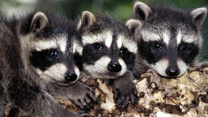 Raccoons often build dens in chimneys, making them a common spring pest.