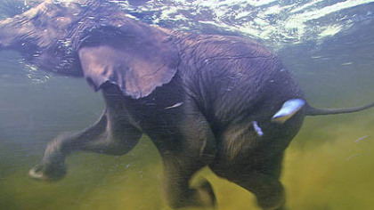 An elephant swims in the Okavago delta in Botswana.