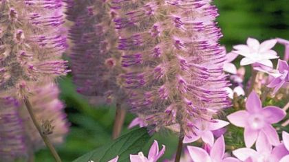 From Australia, Ptilotus 'Joey' has large, conical spikes of feathery flowers atop silver green foliage.
