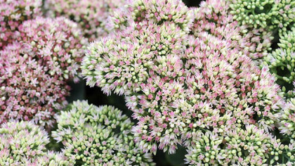 'Autumn Joy' and other sedums are perfect for rain gardens.