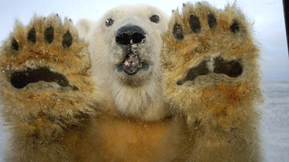 A polar bear is curious about the passengers in a vehicle during filming.