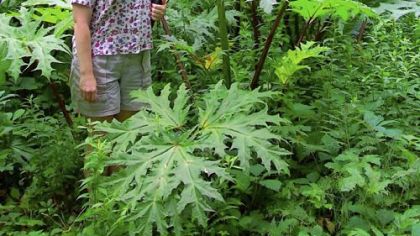Former Maryland Department of Agriculture plant pathologist Anne Sindermann stands next a giant hogweed plant in Acadia, Maine. The danger is inside the thick, reddish-purple stem of hogweed plants that can grow 15 feet high. Contact with the clear, watery sap can cause severe burns, blisters or dermatitis, possibly leading to skin cancer.