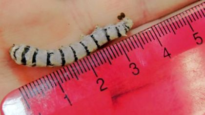 Bob Donaldson/Post-Gazette
The zebra silkworm measured 3 1/2 centimeters before it was placed into a student-made nest.
