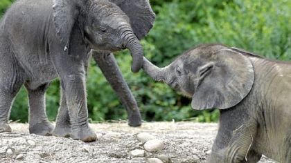 Baby elephants Angelina and Zuri frolic at the Pittsburgh Zoo & PPG Aquarium.