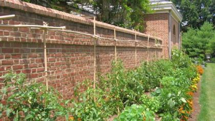 Handmade trellis of bamboo and sisal keeps vegetables growing in an orderly fashion.