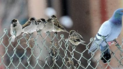 Birds sit on a fence on a cold day in the Hill District.