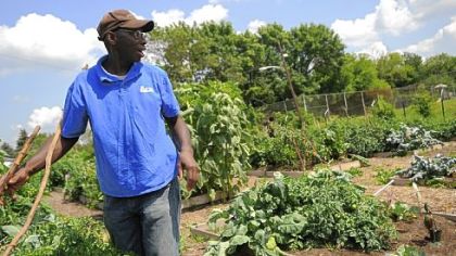 Gene Willis grows cucumbers and tomatoes in his plot at the Neighborhood Garden in downtown Washington.
