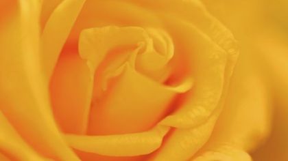 Bailey Nurseries has introduced the 'Forty Heroes' rose to honor the crew and passengers of United Flight 93, which crashed in Shanksville, Somerset County. The deep yellow hybrid tea has a fruity fragrance and will be available at area nurseries. A donation from the sale of each 'Forty Heroes' rose will be made to the "Remember Me" Rose Garden Maintenance Fund, which finances the care of gardens in New York City, Washington, D.C., and Shanksville. The 'Forty Heroes' rose is from Bailey Nurseries.