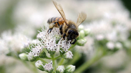 A bees collects nectar from a boneset's white blooms.