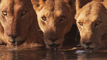 Lions wait for dark before beginning their hunt in Botswana's Kalahari desert.
