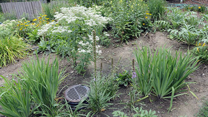 Plants nearly hide a drain in the Piacentinis' front rain garden. If it fills, a pipe carries runoff to the lower rain garden and its 1,800-gallon cistern.