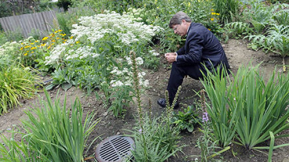 Richard Piacentini reads the identifying tag of a boneset plant in his rain garden.