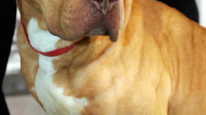 Patron, the pit bull owned by Steelers linebacker James Harrison, is under quarantine at Triangle Pet Control Service in McKees Rocks after biting Harrison's 2-year-old son.
