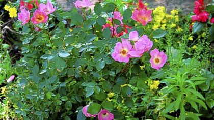 Modern day shrub roses, unlike most traditional rose varieties, do well when mixed with other flowering plants. 'Rainbow' Knock Out shrub roses, thrive even in partial shade.