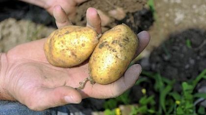 Todd Pander harvests nicola potatoes at Churchview Farm in Baldwin.