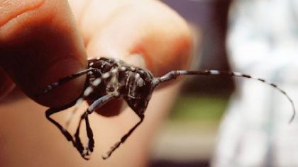 Carnegie experts help identify the Asian longhorned beetle, a forest pest not yet found in Pennsylvania.