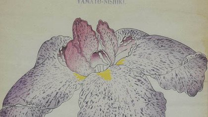 This Japanese iris wood block print came from the Yokohama Nursery catalogue of irises.  This is a purple spotted iris and it's estimated to sell for between $100 and $200.