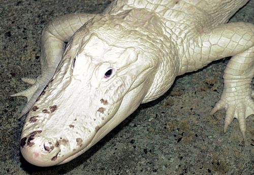 a white alligator