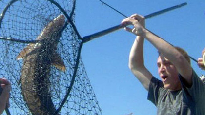 Erie County's Dick Brozell lands an endangered sturgeon June 24 in Lake Erie.