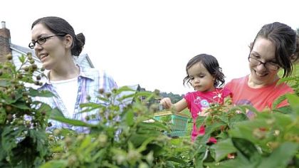 Rachel Kottler, left, of Squirrel Hill and Peggy Jaafar of Oakmont with her daughter Aicha, 20 months, pick raspberries at Churchview Farm.