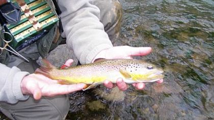 With the trout-stocking budget stretched painfully thin, the Pennsylvania Fish and Boat Commission is encouraging anglers to seek wild trout, such as the one above caught and released at Fisherman's Paradise at Spring Creek.