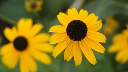 Black-eyed Susans are native perennials that bloom from late summer to fall.