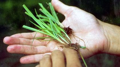 Yellow nutsedge, which thrives in moist soil where grass is thin, can be controlled by a herbicide labeled for it, provided proper timing is observed. To battle pesky weeds, liquid broadleaf weed killers, which allow more flexibility than granular types, may have to be applied repeatedly.