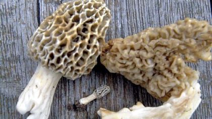 Three different sizes of yellow morel mushrooms.