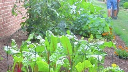 Swiss chard 'Bright Lights' prospers in the vegetable patch.