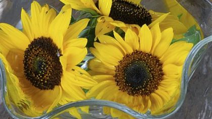 Fresh sunflowers from Churchview Farm in Baldwin.