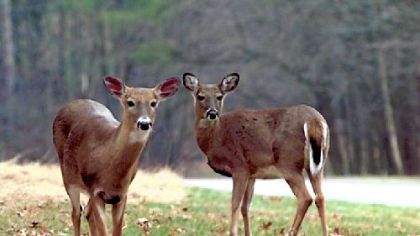Deer are accustomed to sounds from their natural environment and are alerted by sounds that seem unfamiliar or out of place.