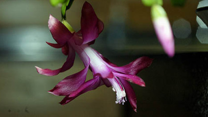 Christmas cactus