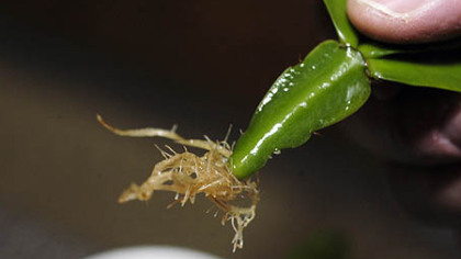 Rich Gebrosky holds a cutting he took of a Christmas cactus that dates back to 1914.