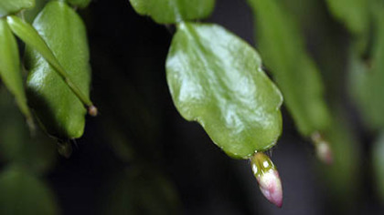 A photos of the mother Christmas cactus  plant with a bud that just formed.
