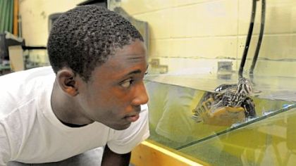 Shaquille Wilson, a 10th-grader at Carlynton High School, gets a close look at one of the turtles in physics teacher Dave Cosnek?s classroom. Shaquille helps Mr. Cosnek maintain the turtles. The two turtles, Cleo and Tut, are 12 years old.