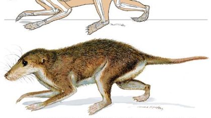 The new Cretaceous mammal Maotherium had terrestrial habits and scampered around on the ground. From its skeleton it is estimated to have weighed about 2 ounces, and was about 5 inches long. Scientists digging in northeastern China say they have discovered the fossil that could help explain how human hearing evolved. Zhe-Xi Luo, a curator at the Carnegie Museum of Natural History in Pittsburgh, was one of the study's authors.