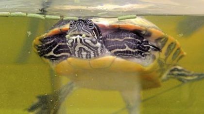 Tut, the male turtle, eats his food.