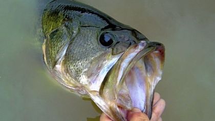 Largemouth bass have from Chartiers Creek in Allegheny and Washington counties have been approved for consumption in limited quantities, according to a new Pennsylvania fish advisory.