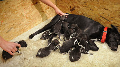 This domestic mixed-breed dog is acting as a surrogate mom for nine African painted dog pups at the Pittsburgh Zoo & PPG Aquarium. The pups' mom died a few days after their birth.