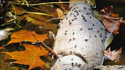 Insects take over the carcass of a dead fish along the bank of Dunkard Creek.